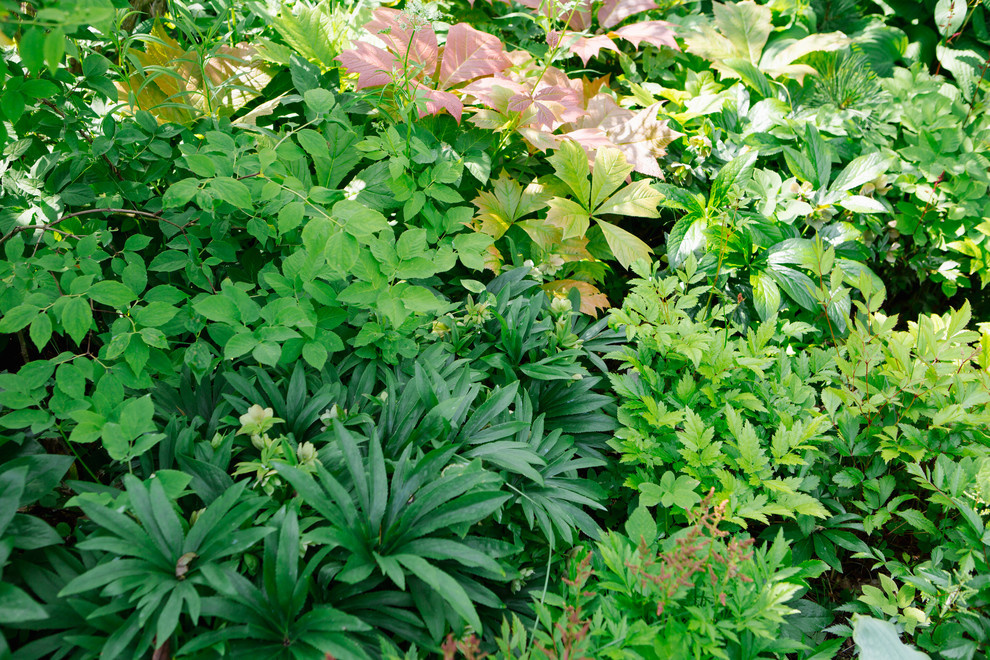 Сад недели: Пионы под неусыпным оком дракона