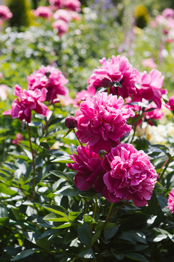 Сад недели: Пионы под неусыпным оком дракона