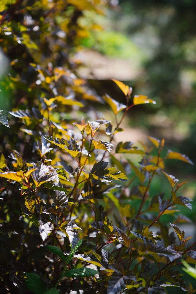 Сад Дракона для Houzz