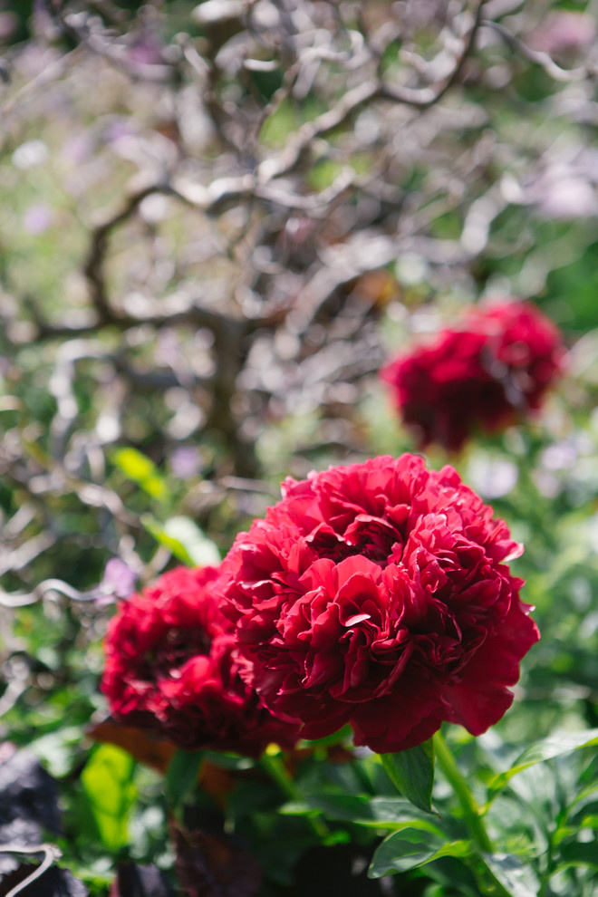 Сад Дракона для Houzz