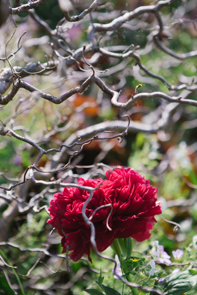 Сад недели: Пионы под неусыпным оком дракона