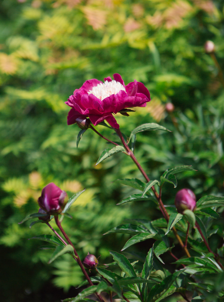 Сад Дракона для Houzz