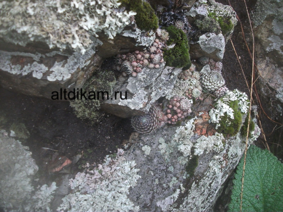 Глыбы каменные для ландшафтного дизайна большие