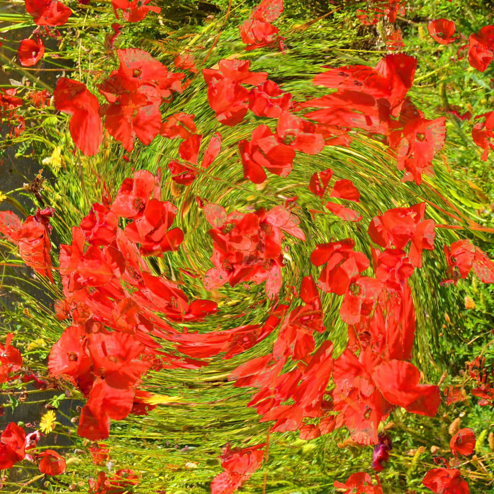 Обложка проекта: Poppy