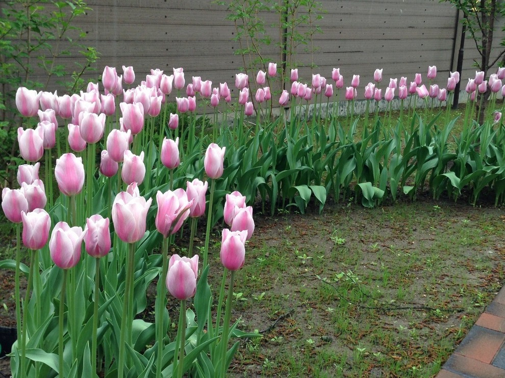 "Антоновка", 45 соток