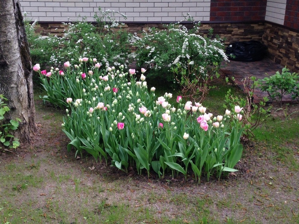 "Антоновка", 45 соток