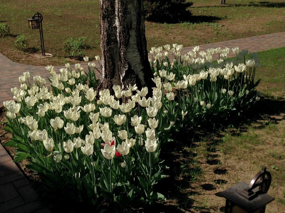 "Антоновка", 45 соток