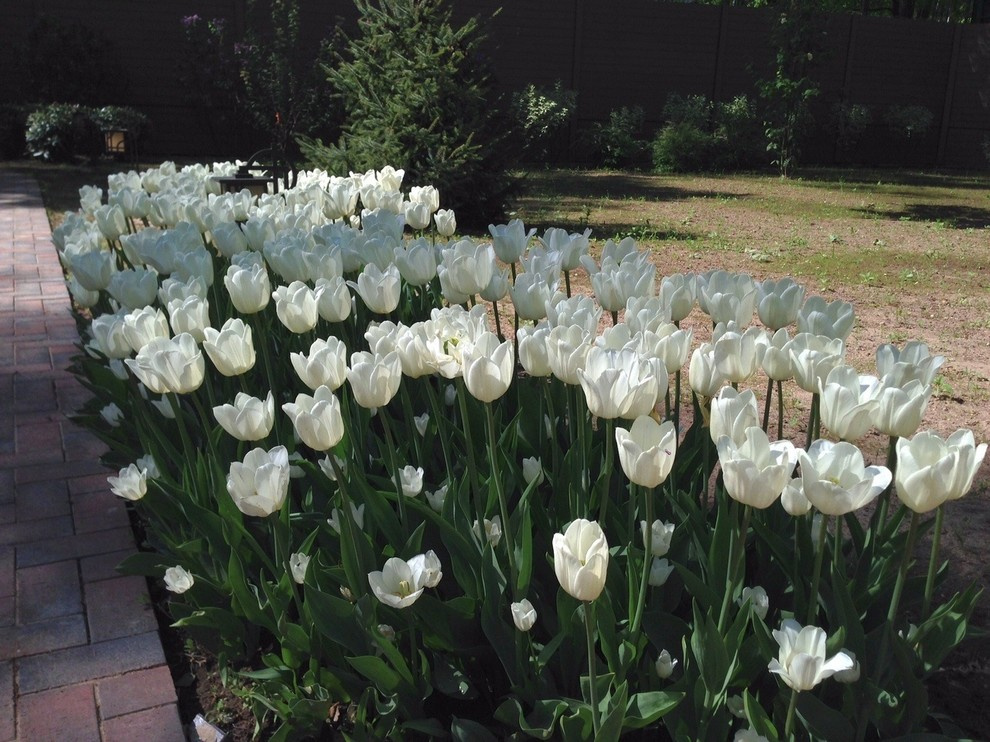 "Антоновка", 45 соток