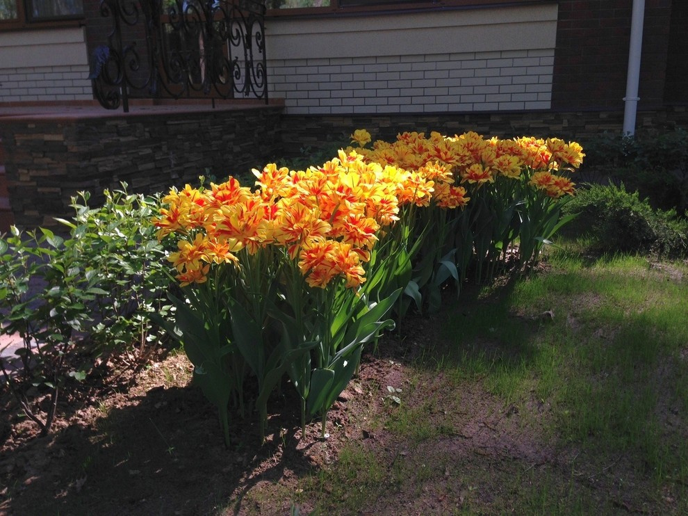 "Антоновка", 45 соток