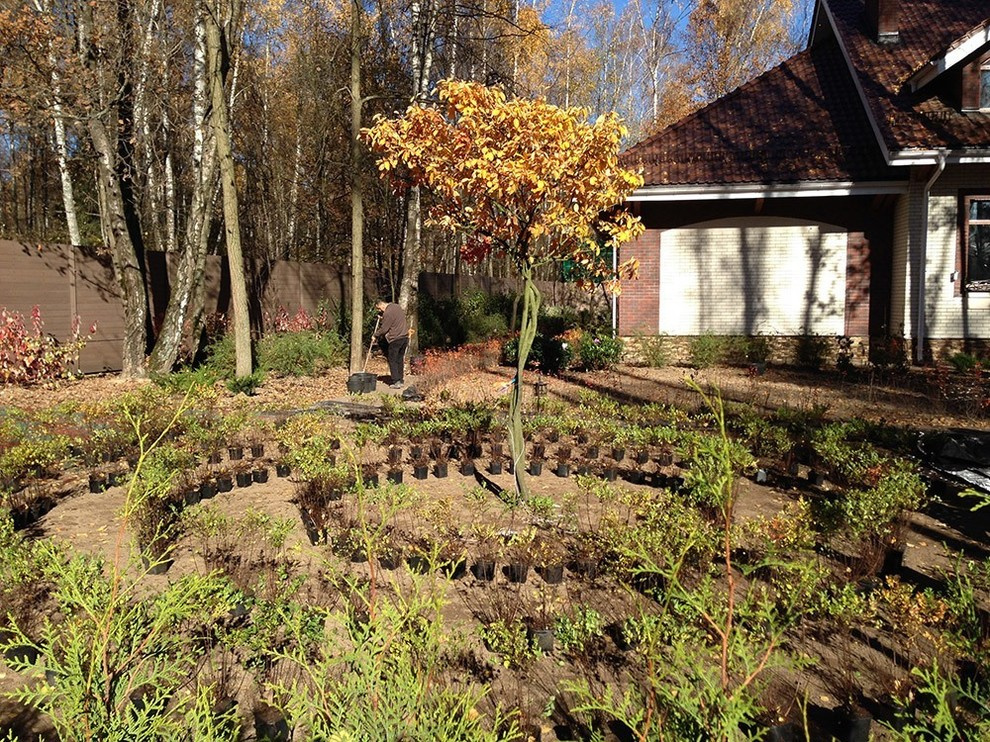 "Антоновка", 45 соток