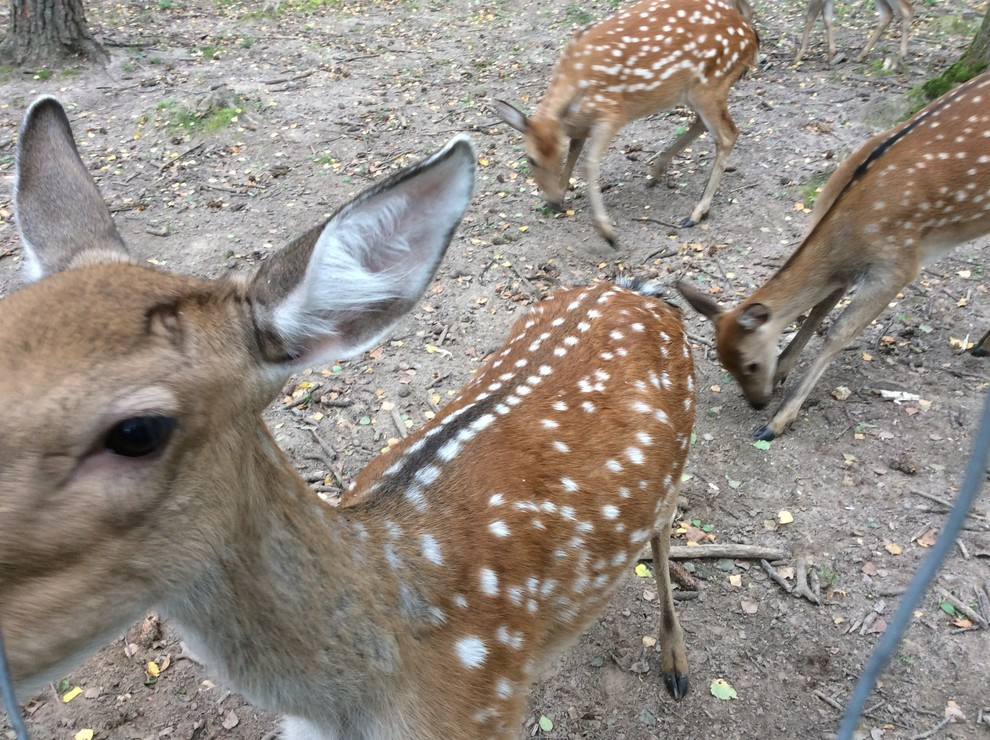 Галина банька