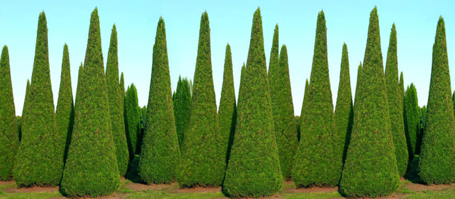 Выбор крупномеров в питомнике