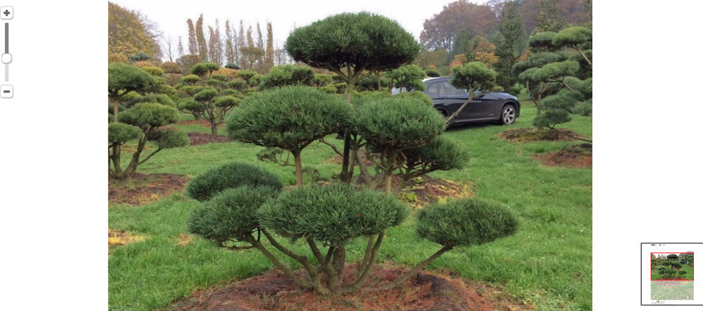 Садовый бонсаи Pinus