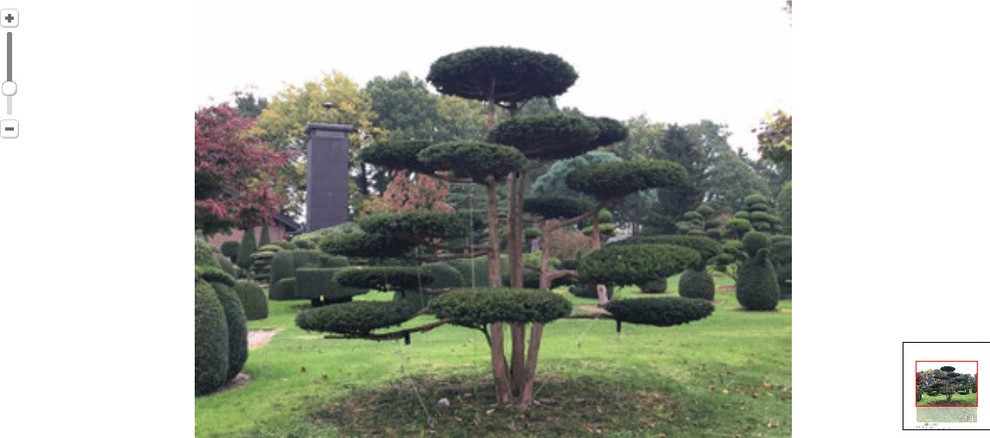 Садовый бонсаи Taxus