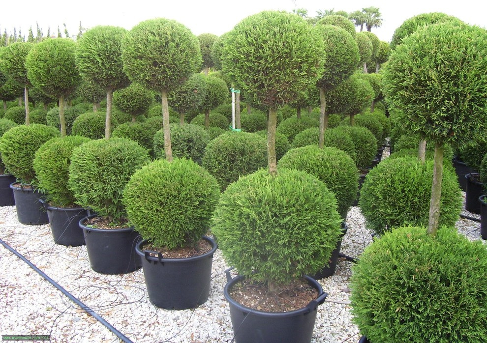 посадочный материал Thuja Smaragd Pa