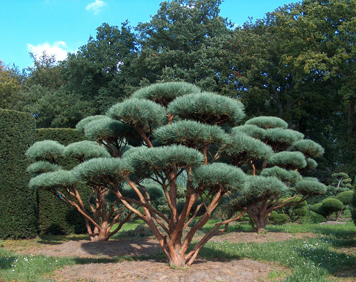 Садовый бонсай. Пример товара