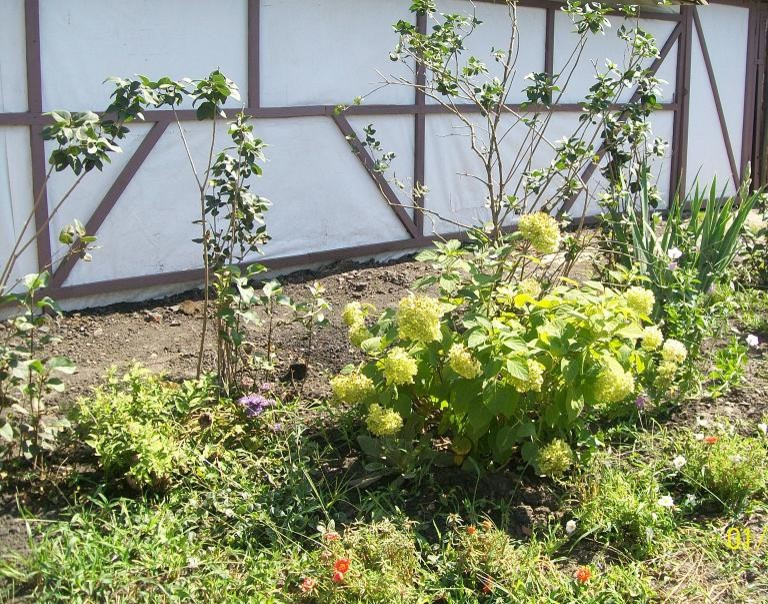 Строительство дома у пруда с лебедями