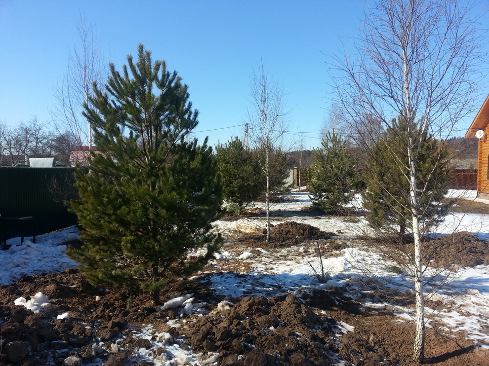 крупномер сосны и березы