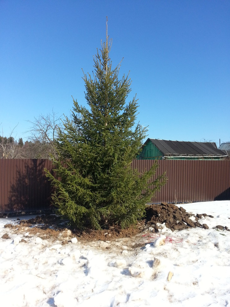 Крупномер ели