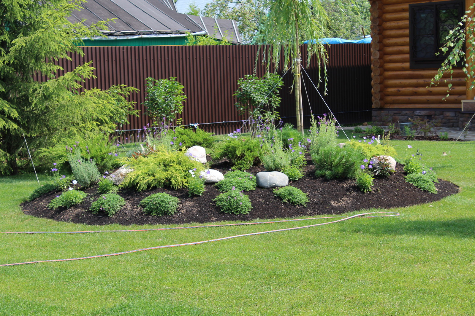 Клумба из трав и хвойников