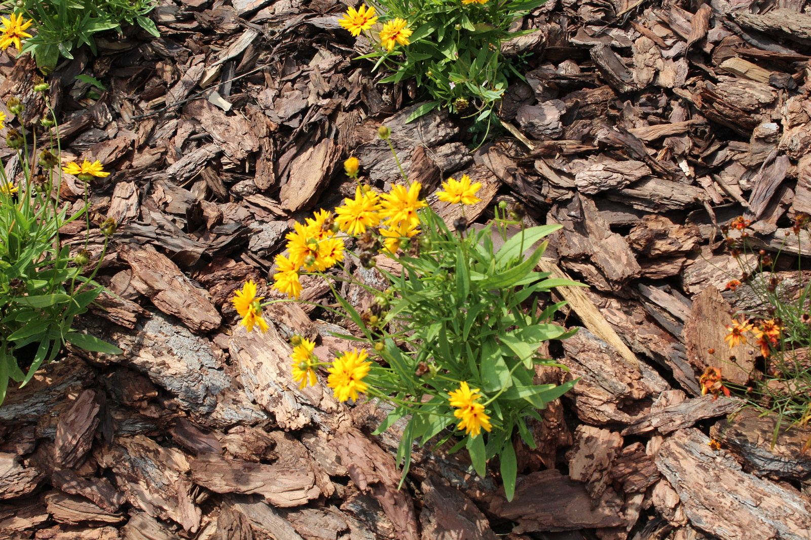 Использование коры на клумбе