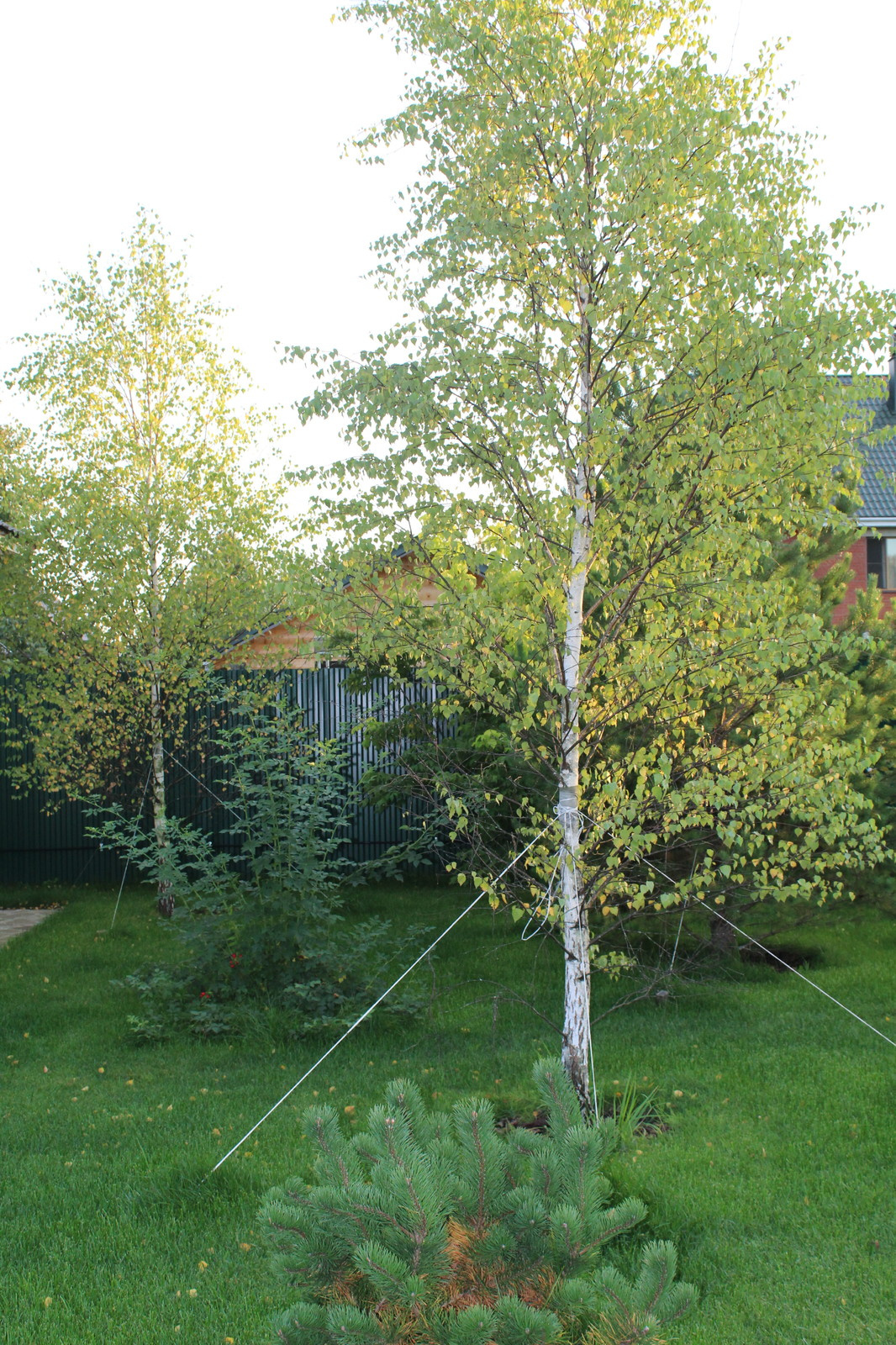 Крупномер березы