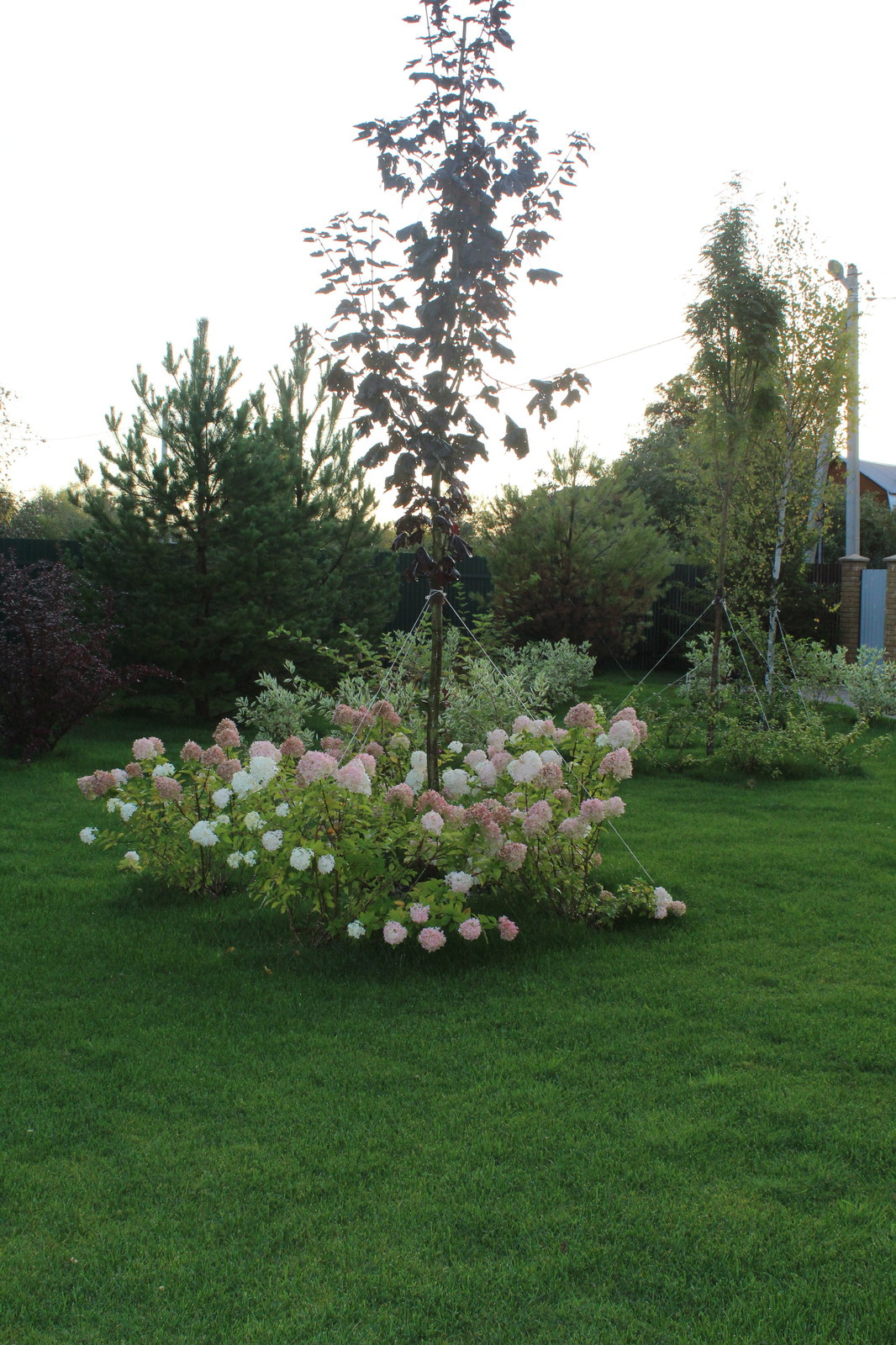 Гортензия метельчатая и клен остролистый