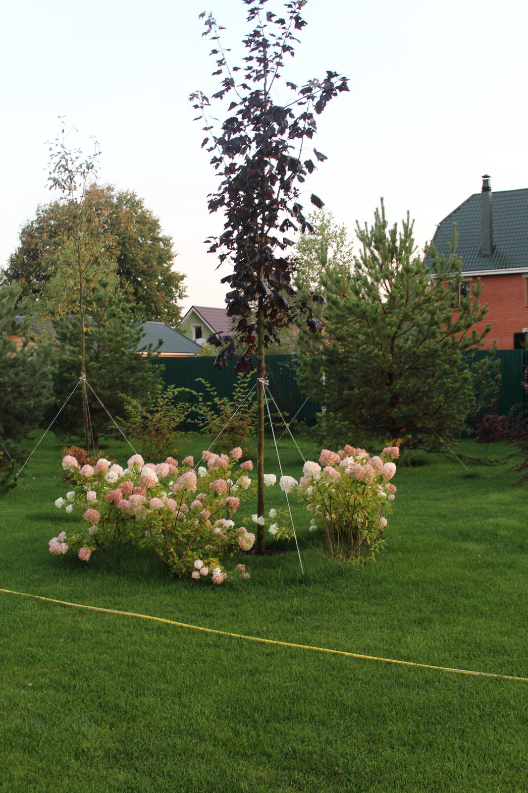 Клен остролистый Royal red, гортензия метельчатая лайм лайт