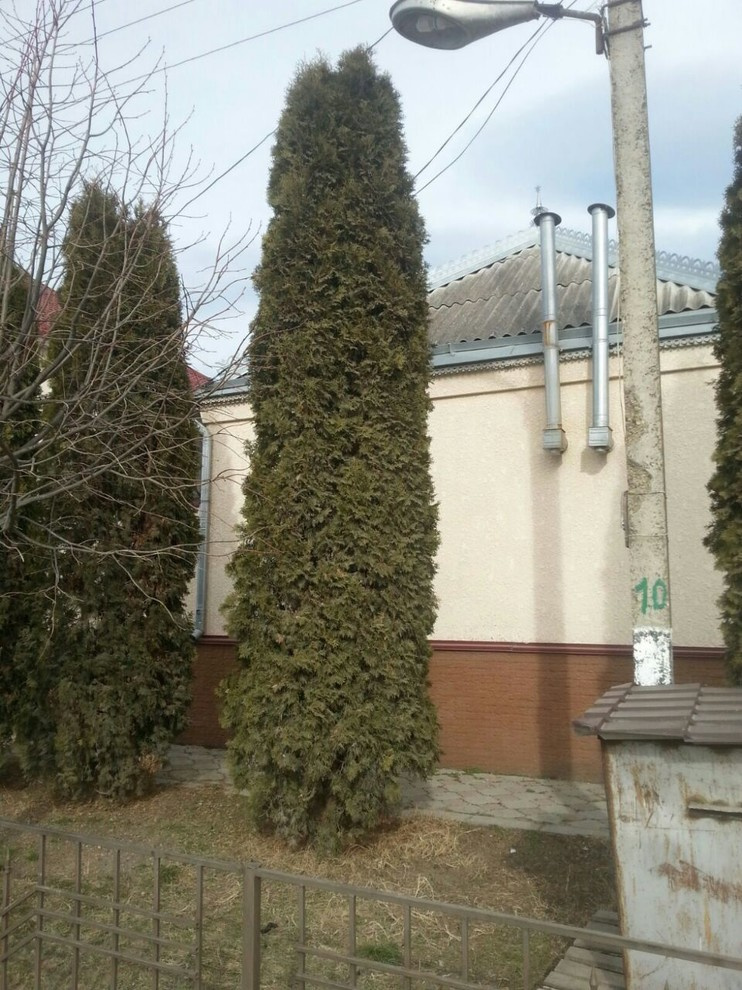 Посадка крупномерных деревьев