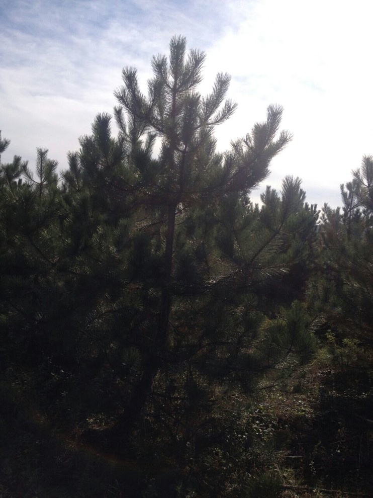 Посадка крупномерных деревьев