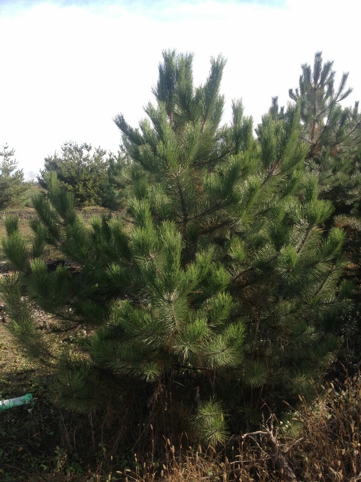 Посадка крупномерных деревьев