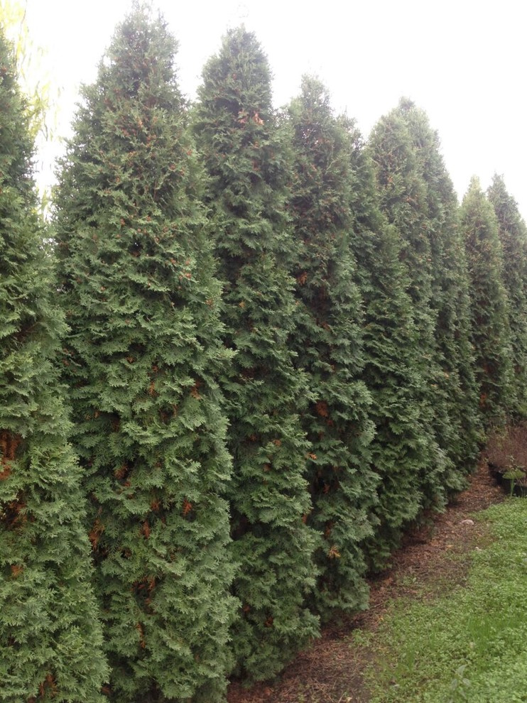 Посадка крупномерных деревьев