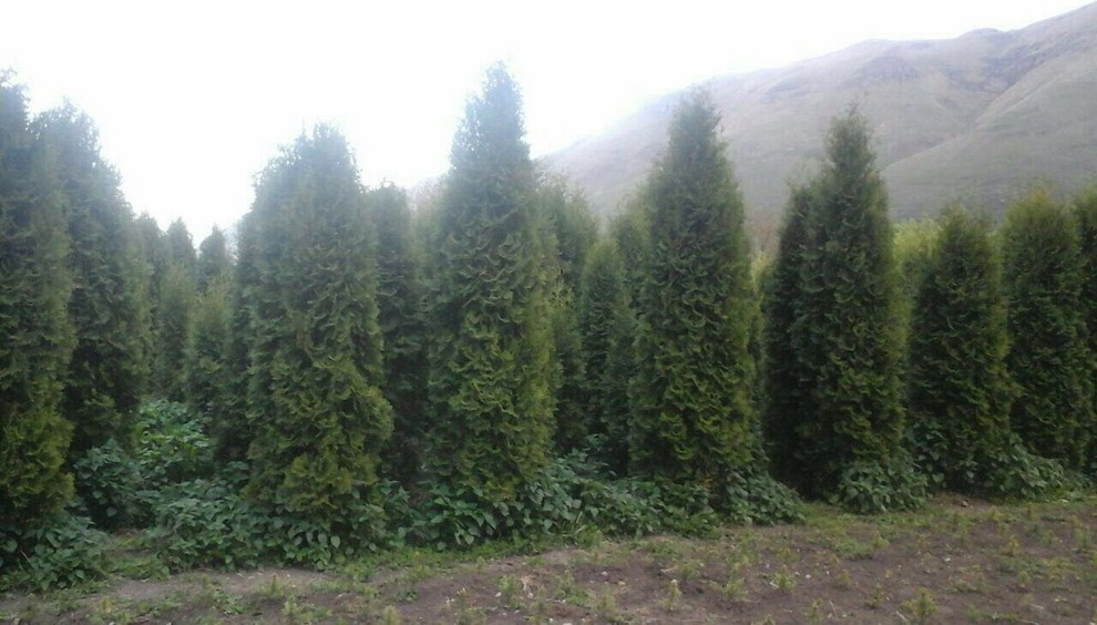 Посадка крупномерных деревьев