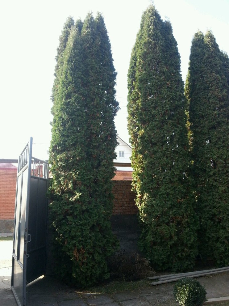 Посадка крупномерных деревьев