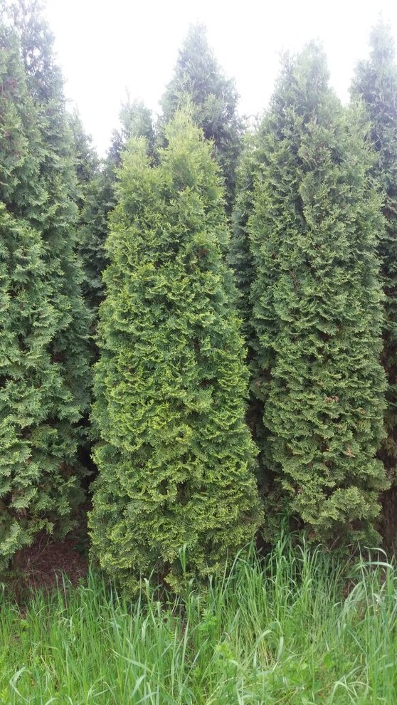 Посадка крупномерных деревьев