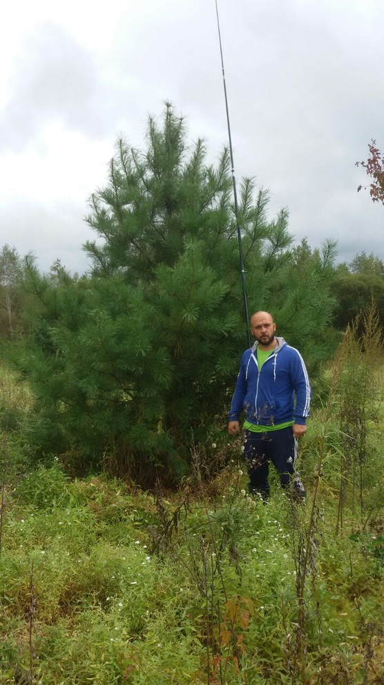Посадка крупномерных деревьев