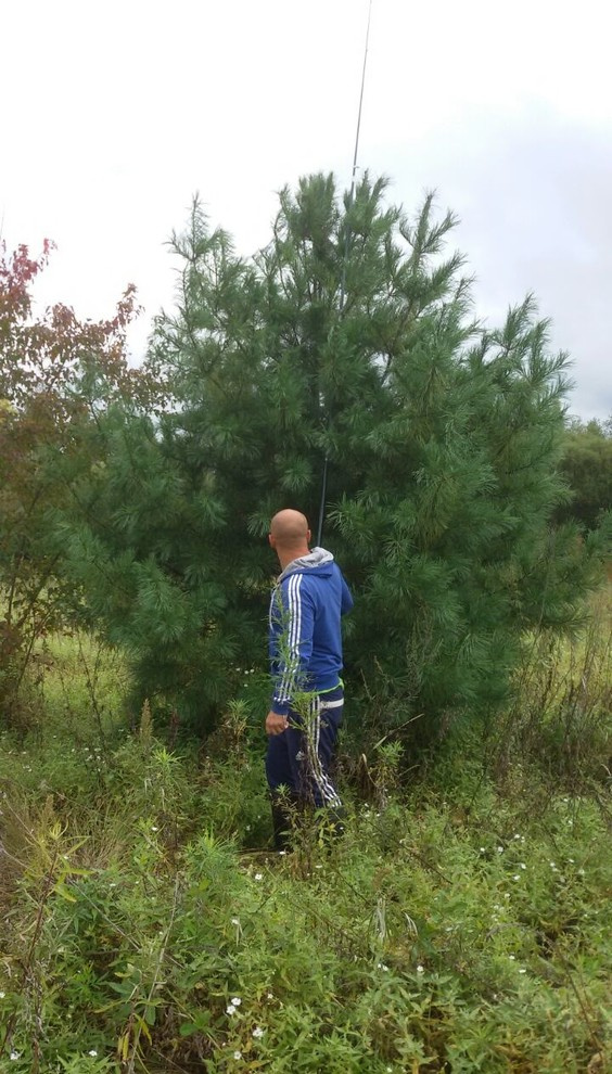 Посадка крупномерных деревьев