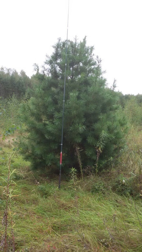 Посадка крупномерных деревьев