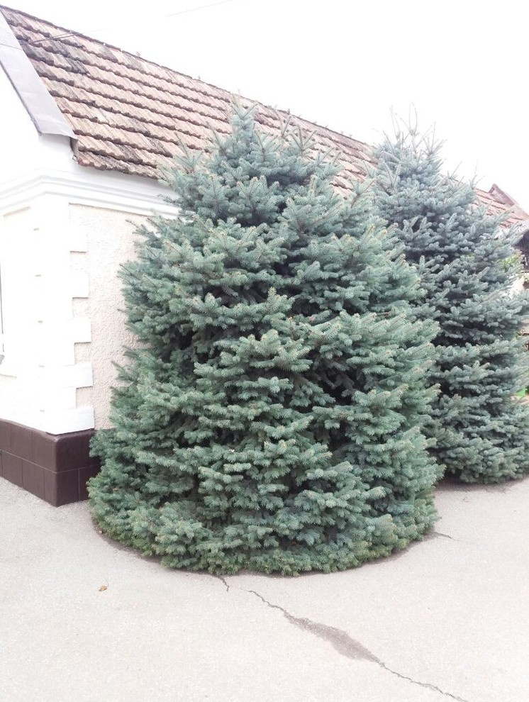 Посадка крупномерных деревьев