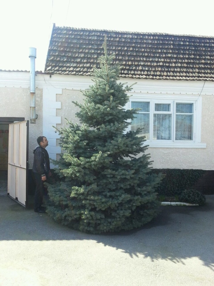 Посадка крупномерных деревьев