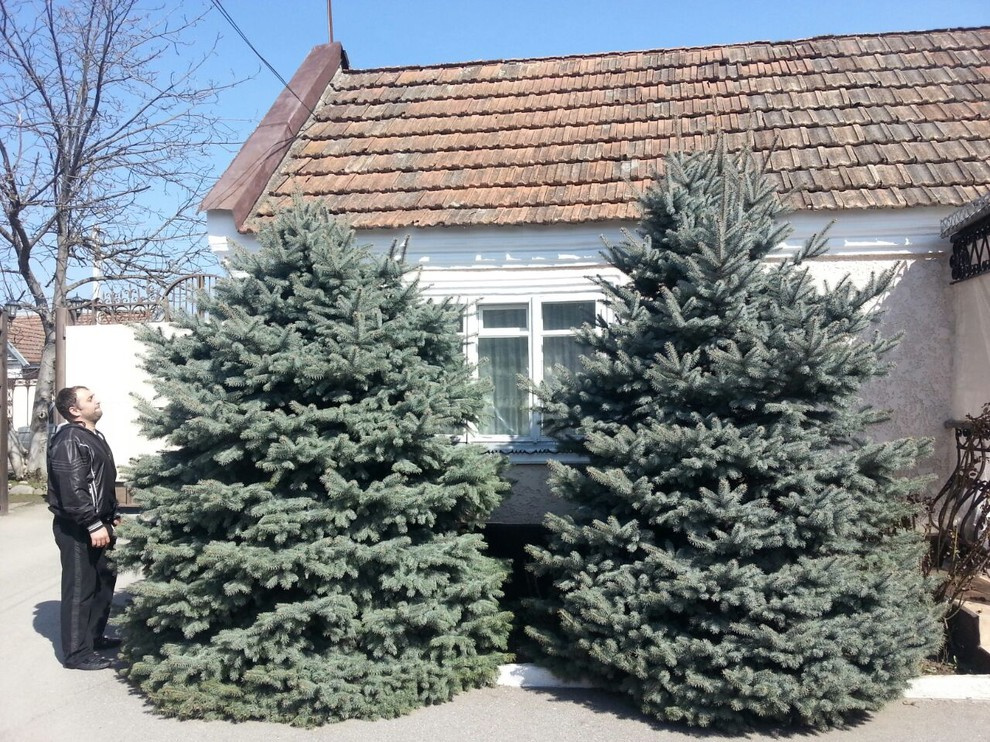 Посадка крупномерных деревьев