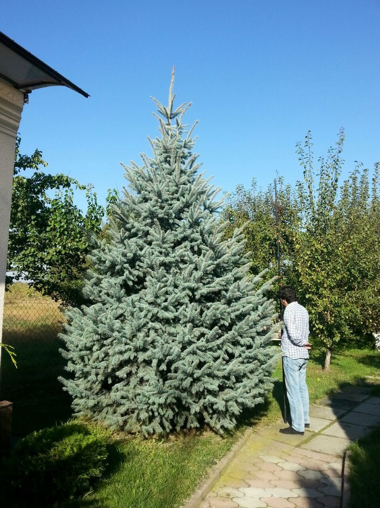 Посадка крупномерных деревьев