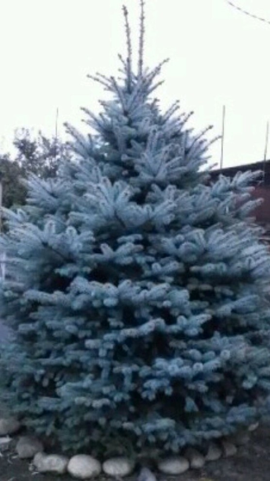 Посадка крупномерных деревьев