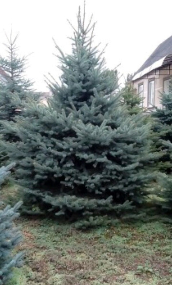 Посадка крупномерных деревьев