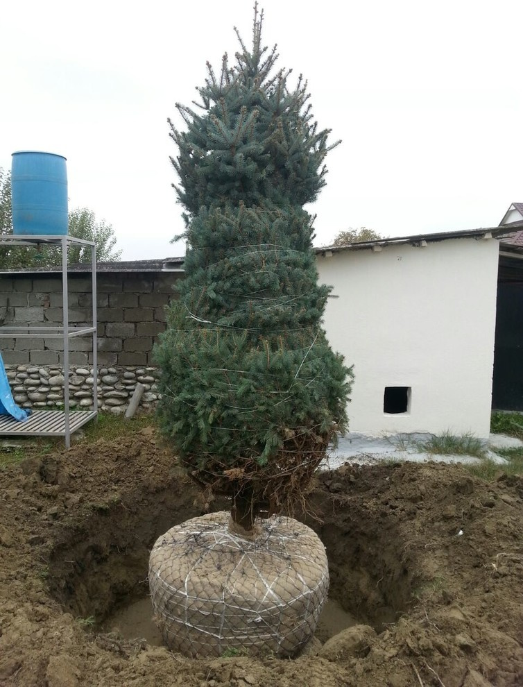 Посадка крупномерных деревьев