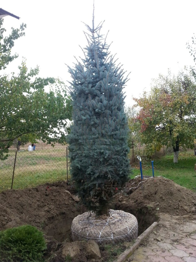 Посадка крупномерных деревьев