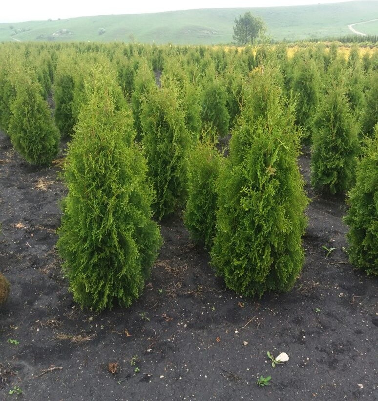 Посадка крупномерных деревьев