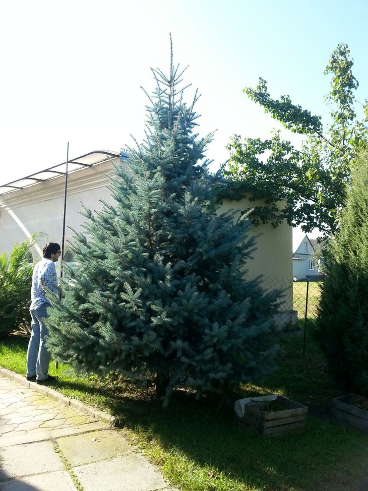 Посадка крупномерных деревьев