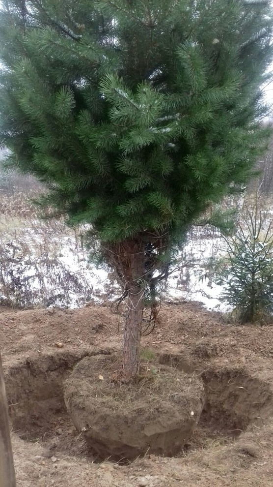 Посадка крупномерных деревьев