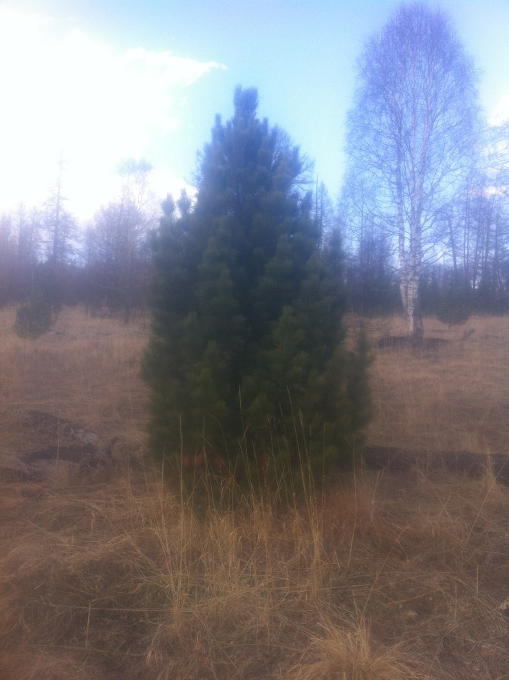 Посадка крупномерных деревьев